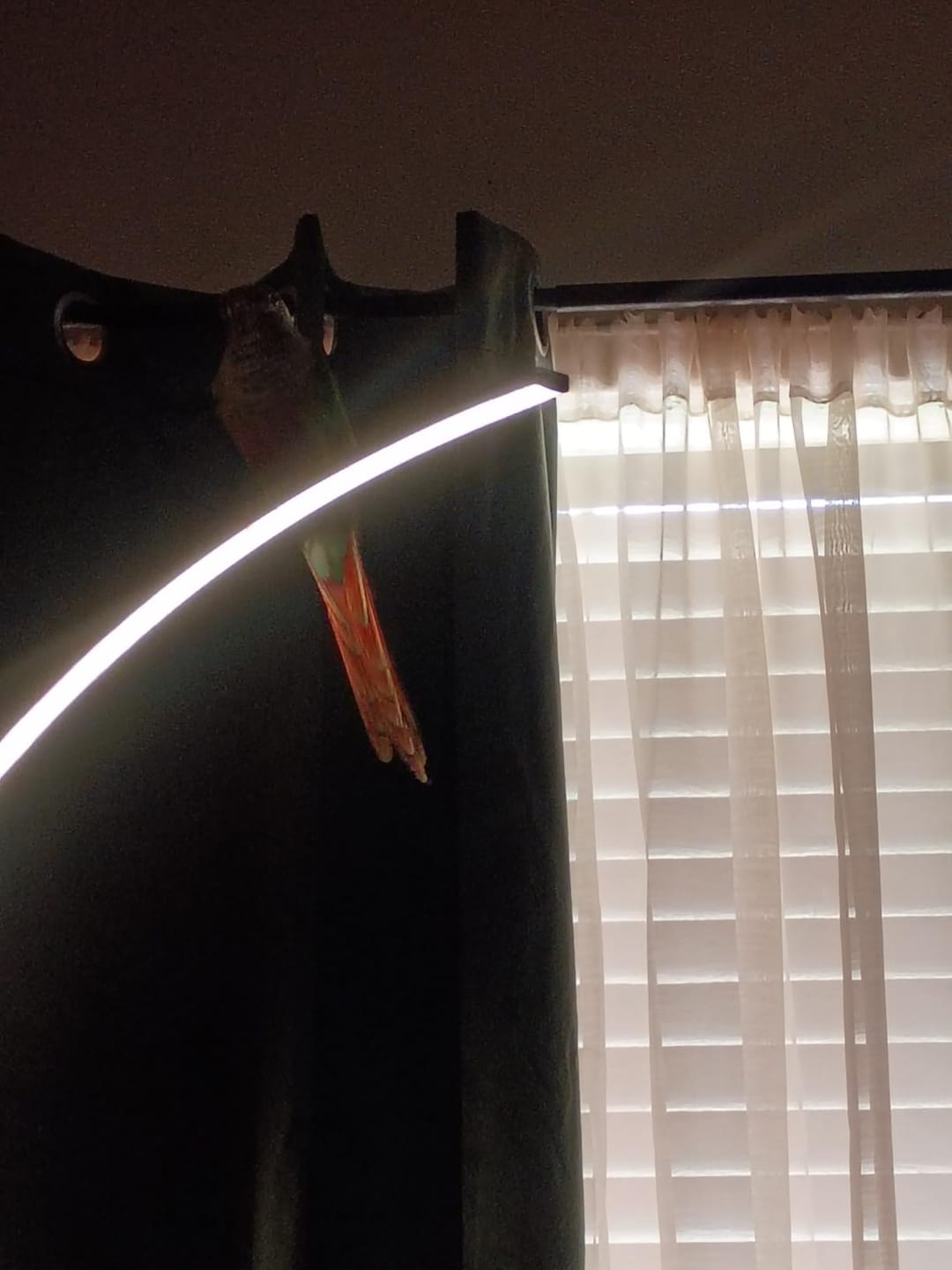 Customer photo review of Arc Floor Lamp | 67 in Matte Aluminum Arc with 47 in Reach, 30W RGB LED | Remote and App Control, Black or White