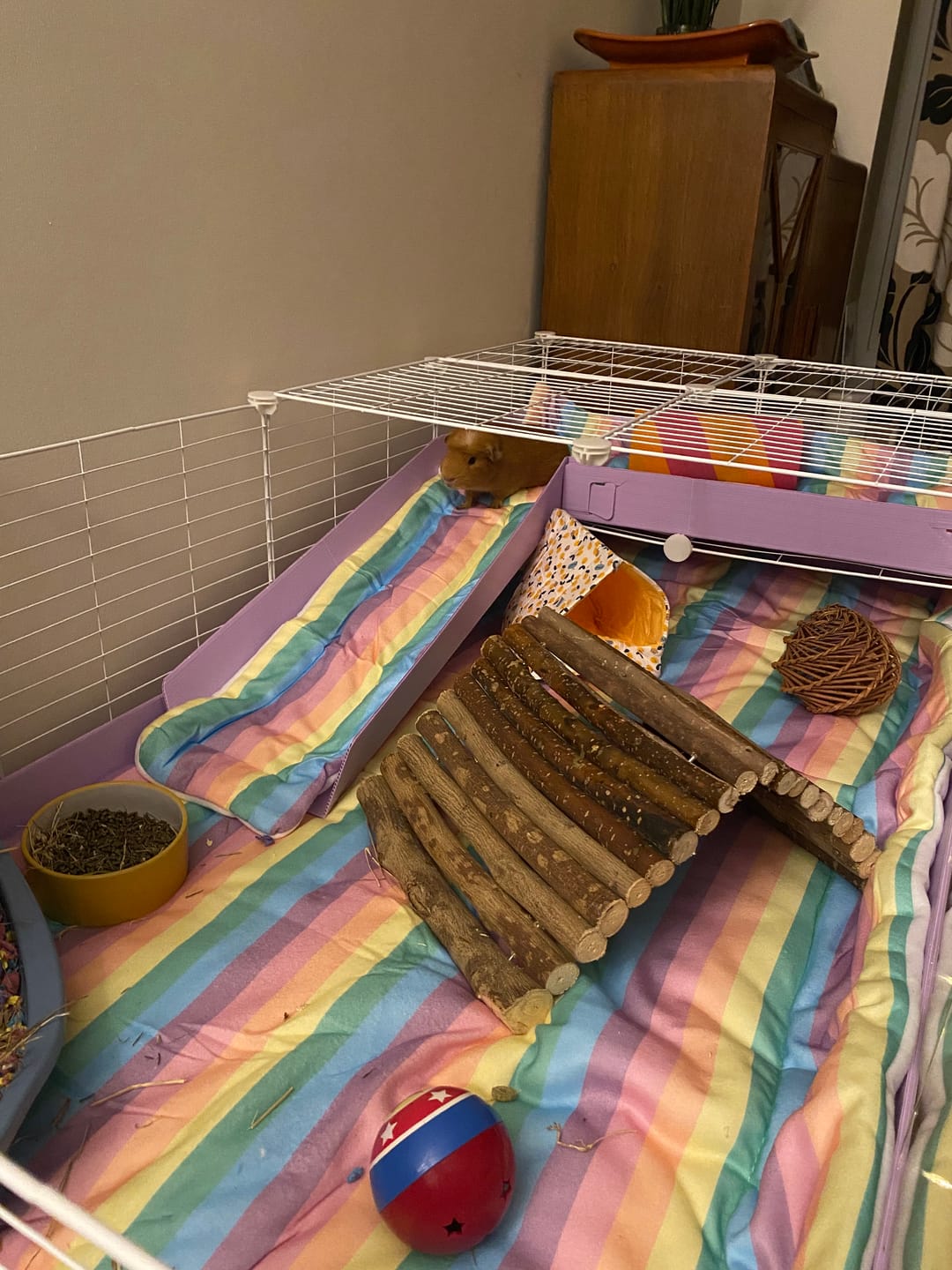 Customer photo review of Plush Fleece Liners for Guinea Pigs | Rainbow Collection