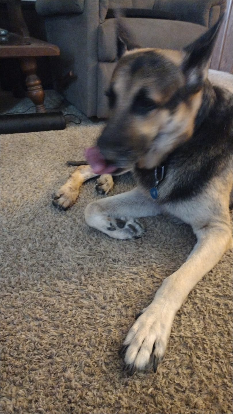 Customer photo review of K9 Soothe™