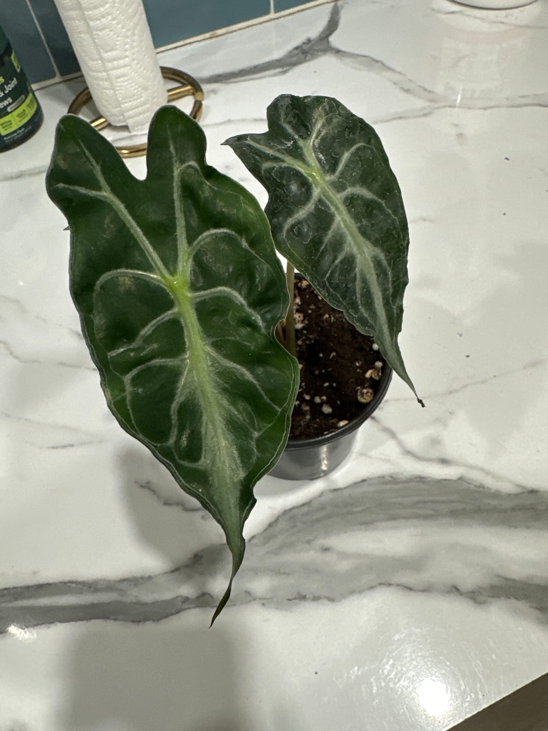 Customer photo review of Alocasia 'Venom'