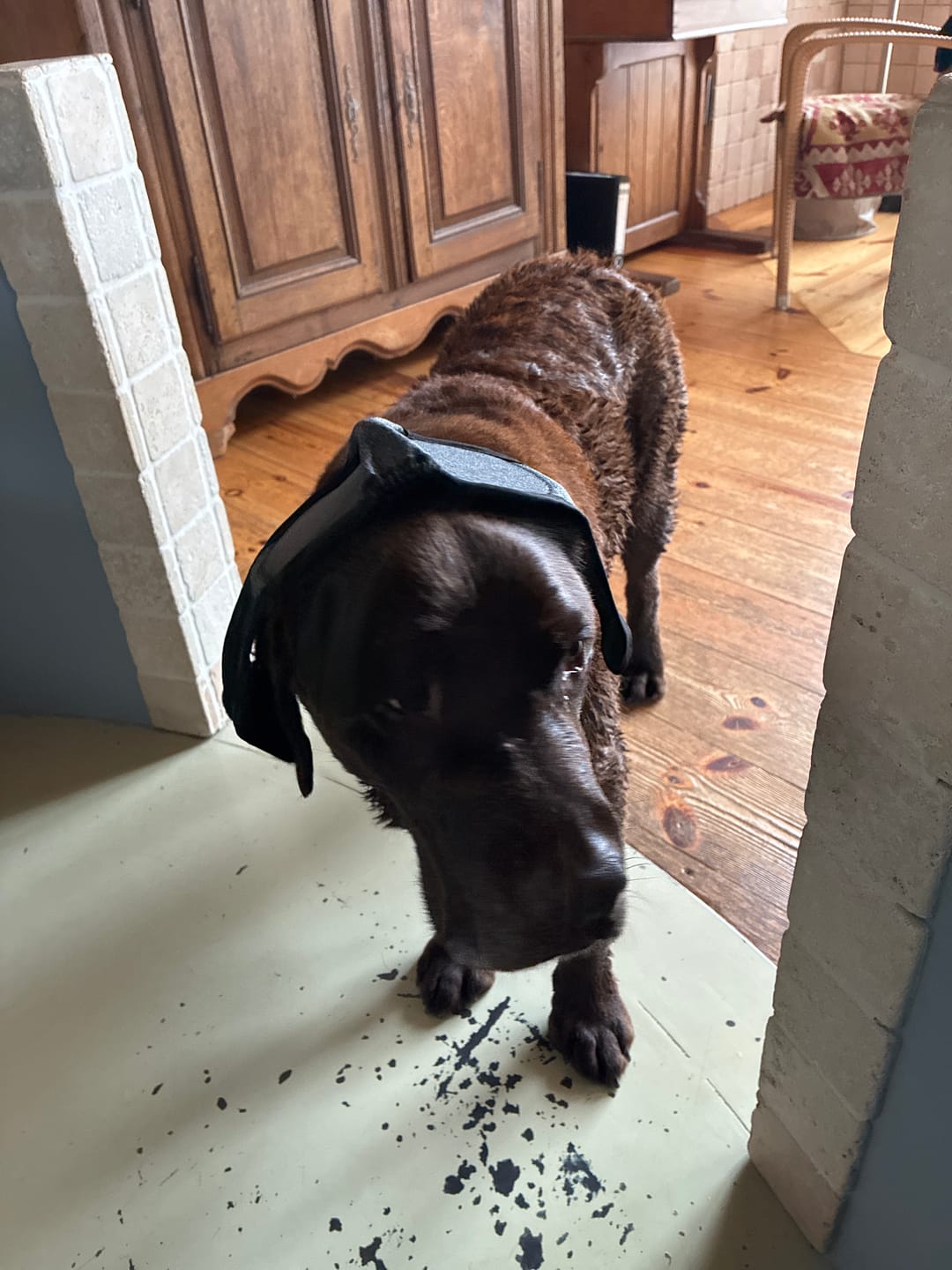 Customer photo review of Beruhigende Ohrenschützer für Hunde
