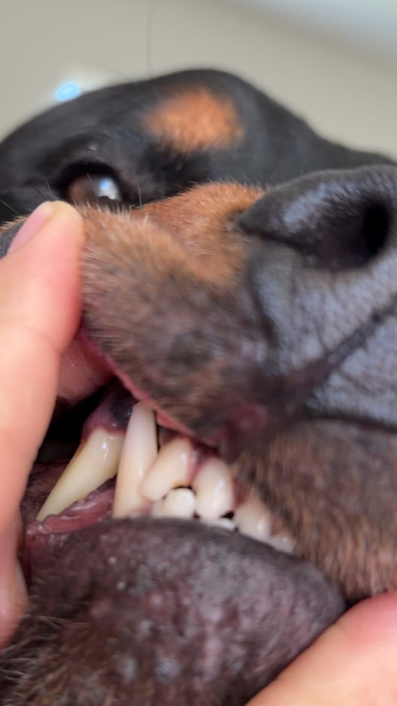 Customer photo review of Natural Dog Dental Powder