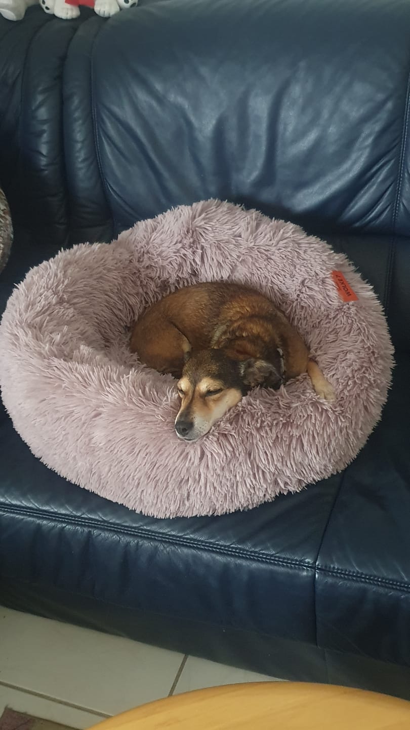 Customer photo review of Puppery Hundebett Wolke 7 - Das Original