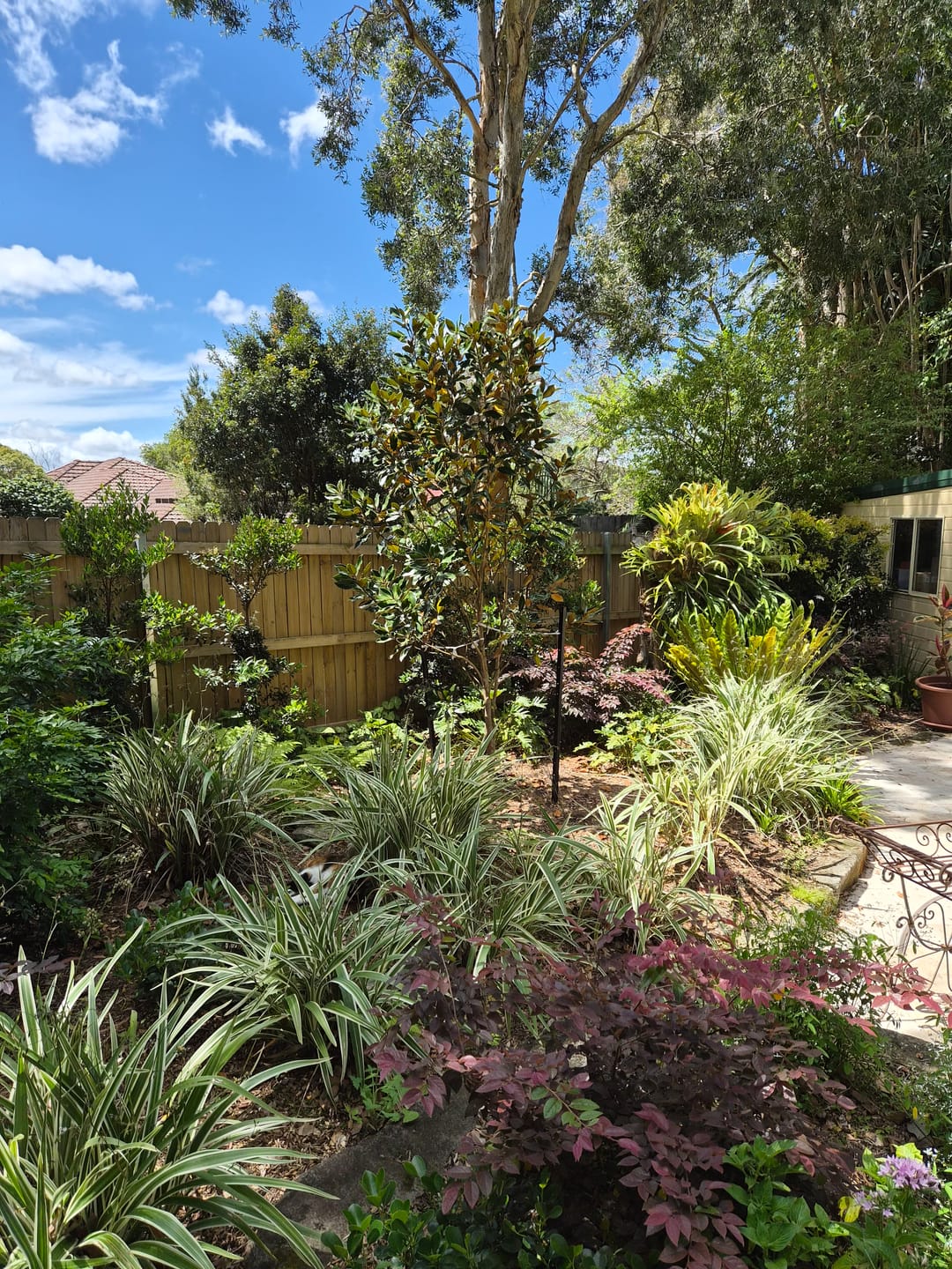 Customer photo review of Little Gem Magnolia - Magnolia grandiflora 'Little Gem'