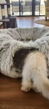 Customer photo review of Cozy Cat Tunnel & Bed