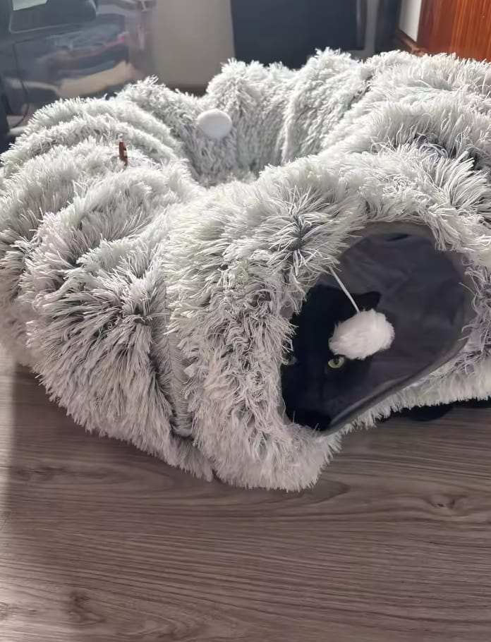 Customer photo review of Cozy Cat Tunnel & Bed