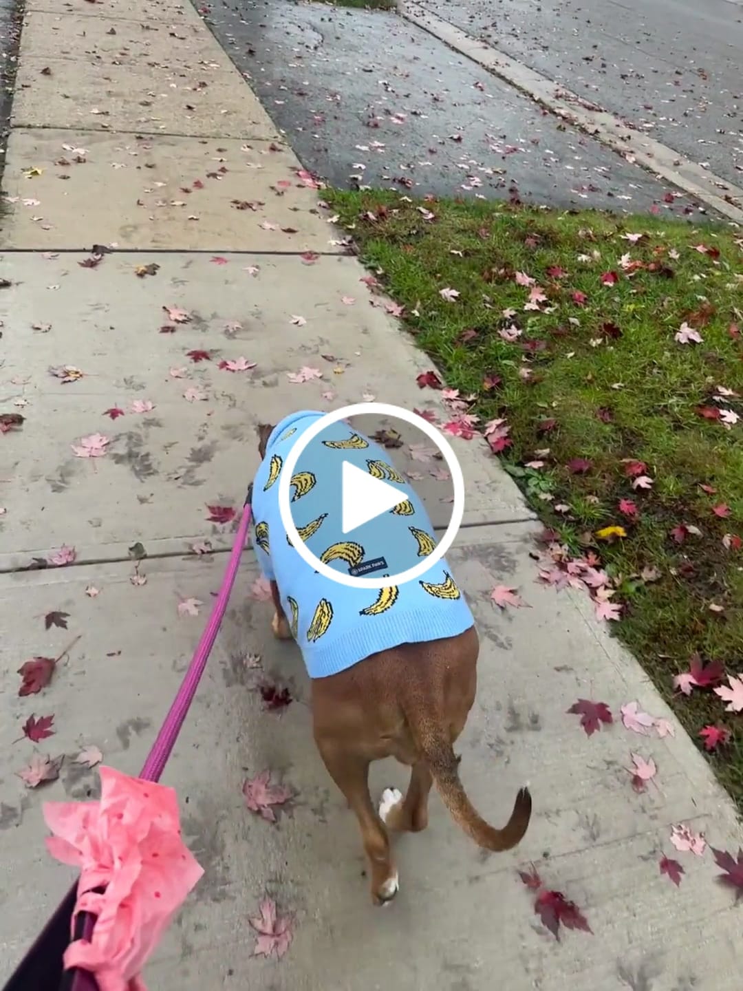 Customer video review of Knit Dog Sweater Prints