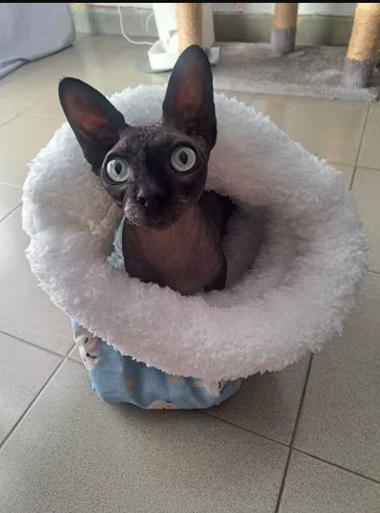 Customer photo review of Saco de dormir afelpado para gatos