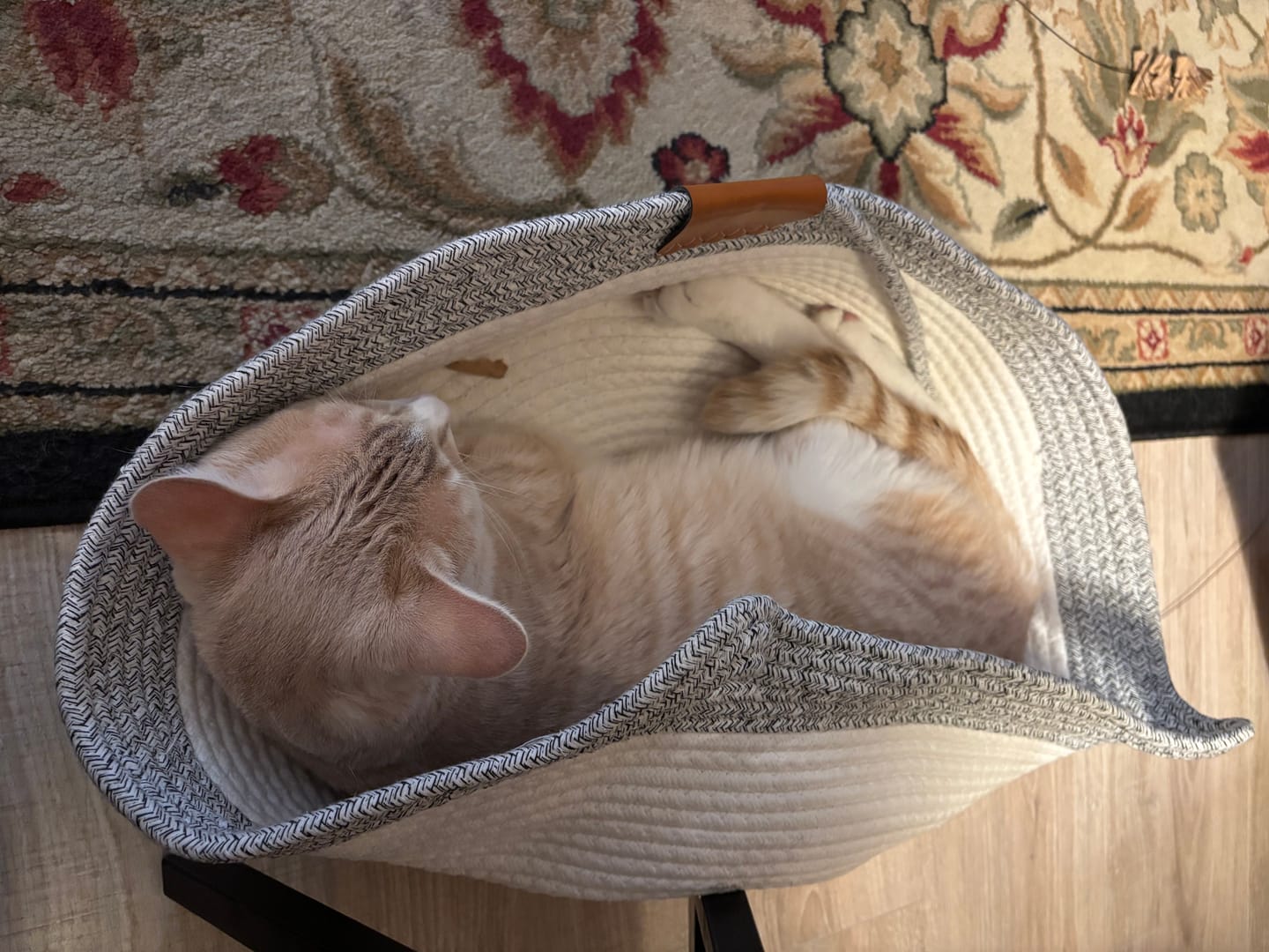 Customer photo review of Instinct Basket | Meet the first research-backed natural territory for indoor cats