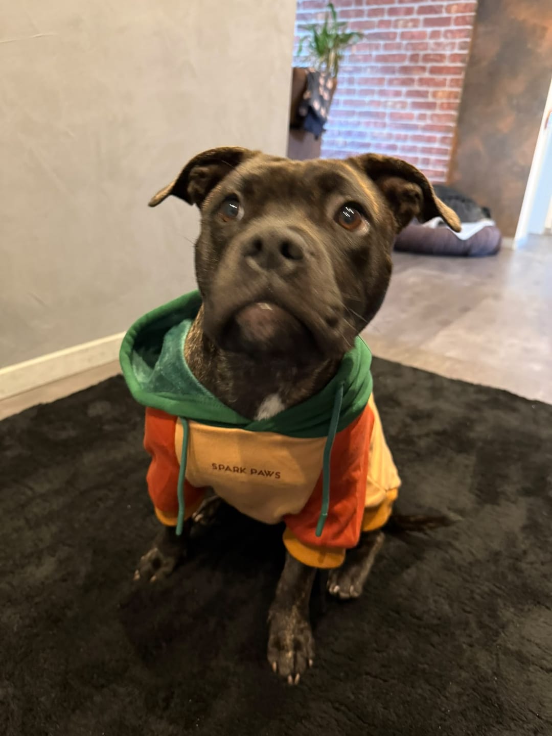 Customer photo review of Color Block Dog Hoodies