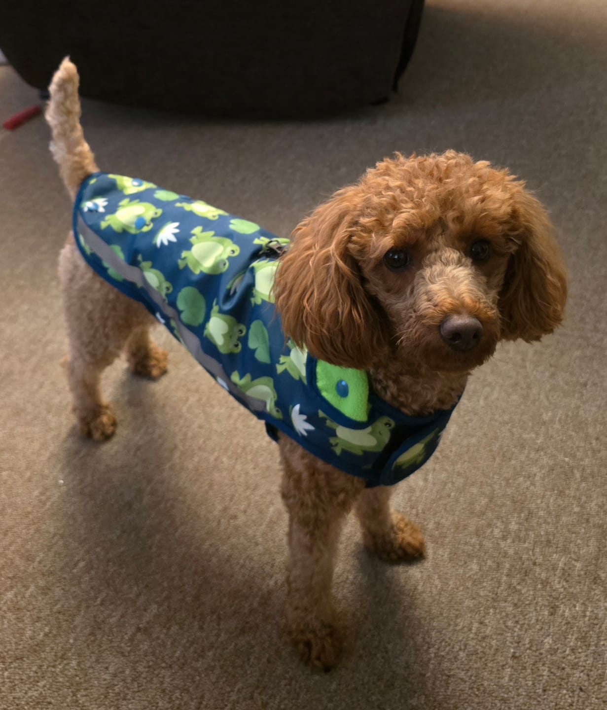 Customer photo review of Rain Jacket - Frogging Fabulous
