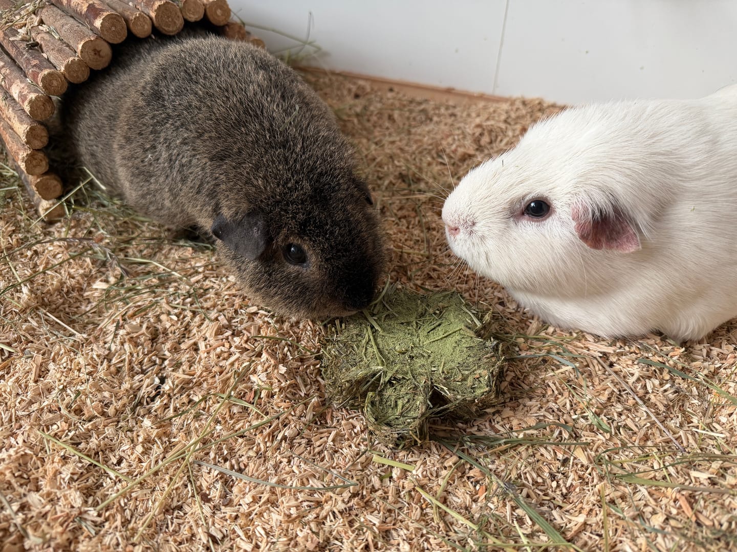Customer photo review of 🍀 Glückskleeblätter – Natürlicher Knabberspaß für Meerschweinchen