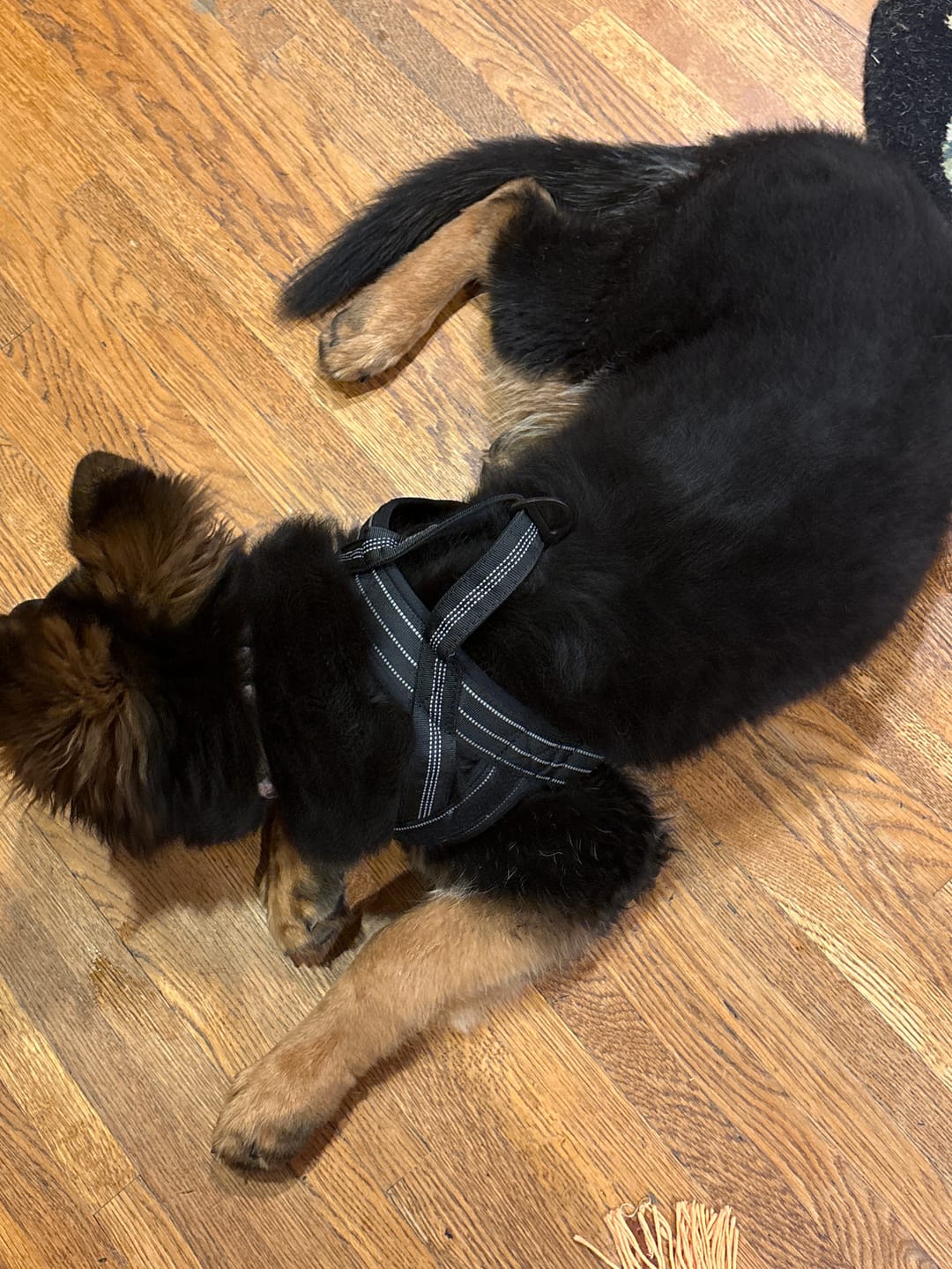 Customer photo review of NEW Team K9® Lightweight Personalized No Pull Dog Harness with a Quick-Release Metal Buckle, Reinforced Front & Back V-Rings, Hook & Loop Panels, Padded Adjustable Straps, Top Handle, & Reflective Stitching