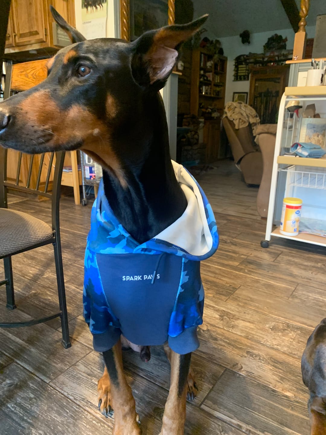 Customer photo review of Blue Camo Dog Hoodie