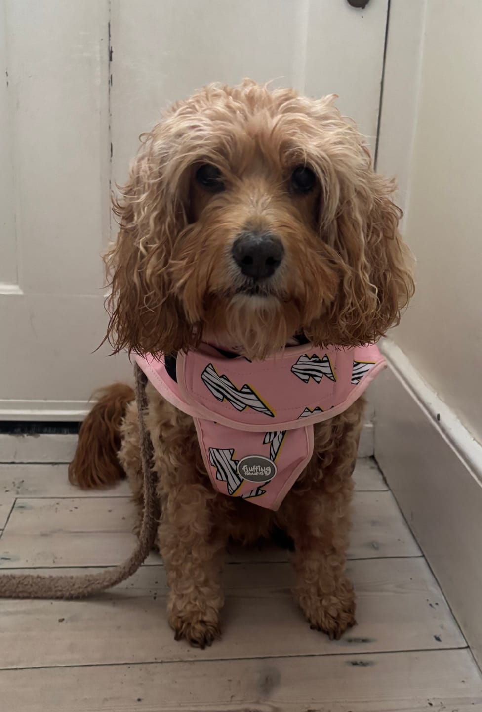 Customer photo review of Rain Jacket - Lightning Zoomies