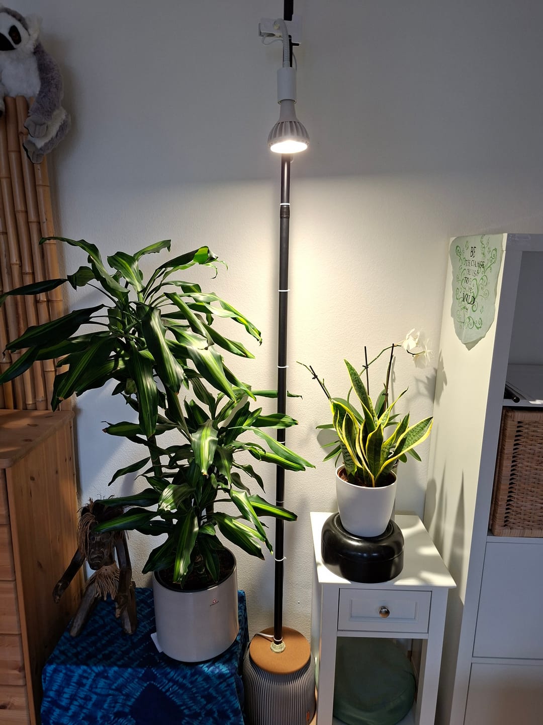 Customer photo review of Pianta Pflanzenlampe und Stelo Clip-On Lampenhalter Bundle