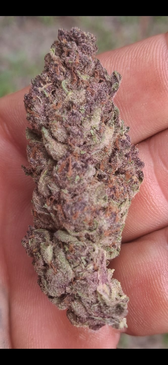 Customer photo review of Tropicana Cherry THCA Flower