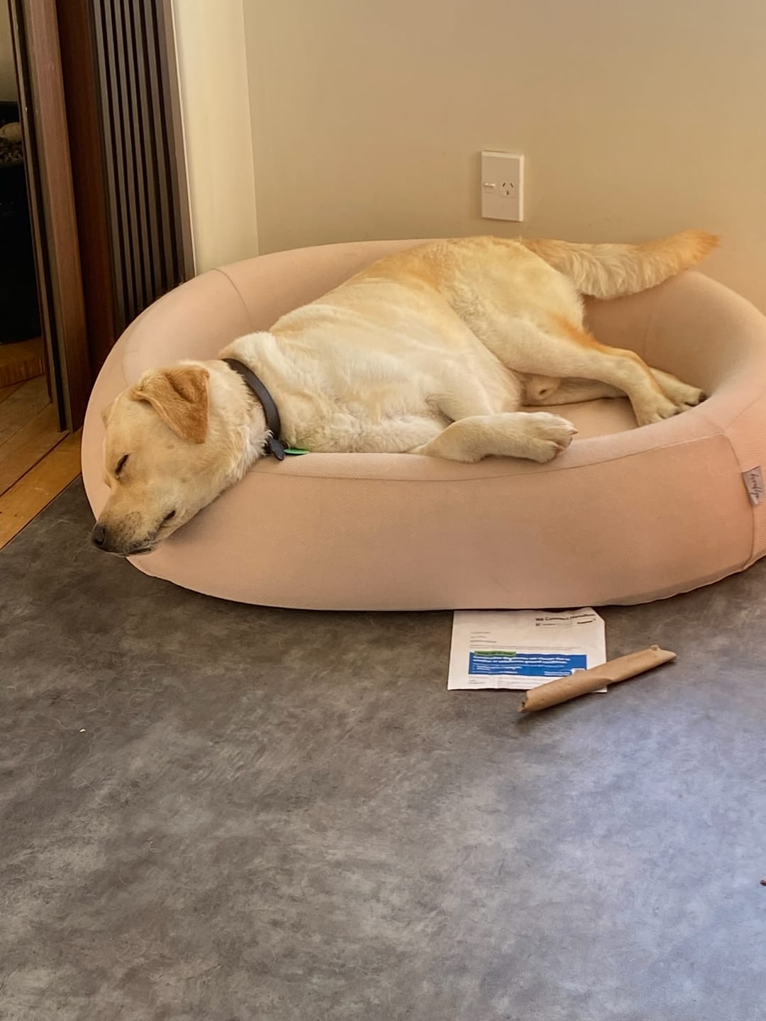 Customer photo review of Brooklyn® Nest Cooling Dog Bed (Orthopaedic Memory Foam)