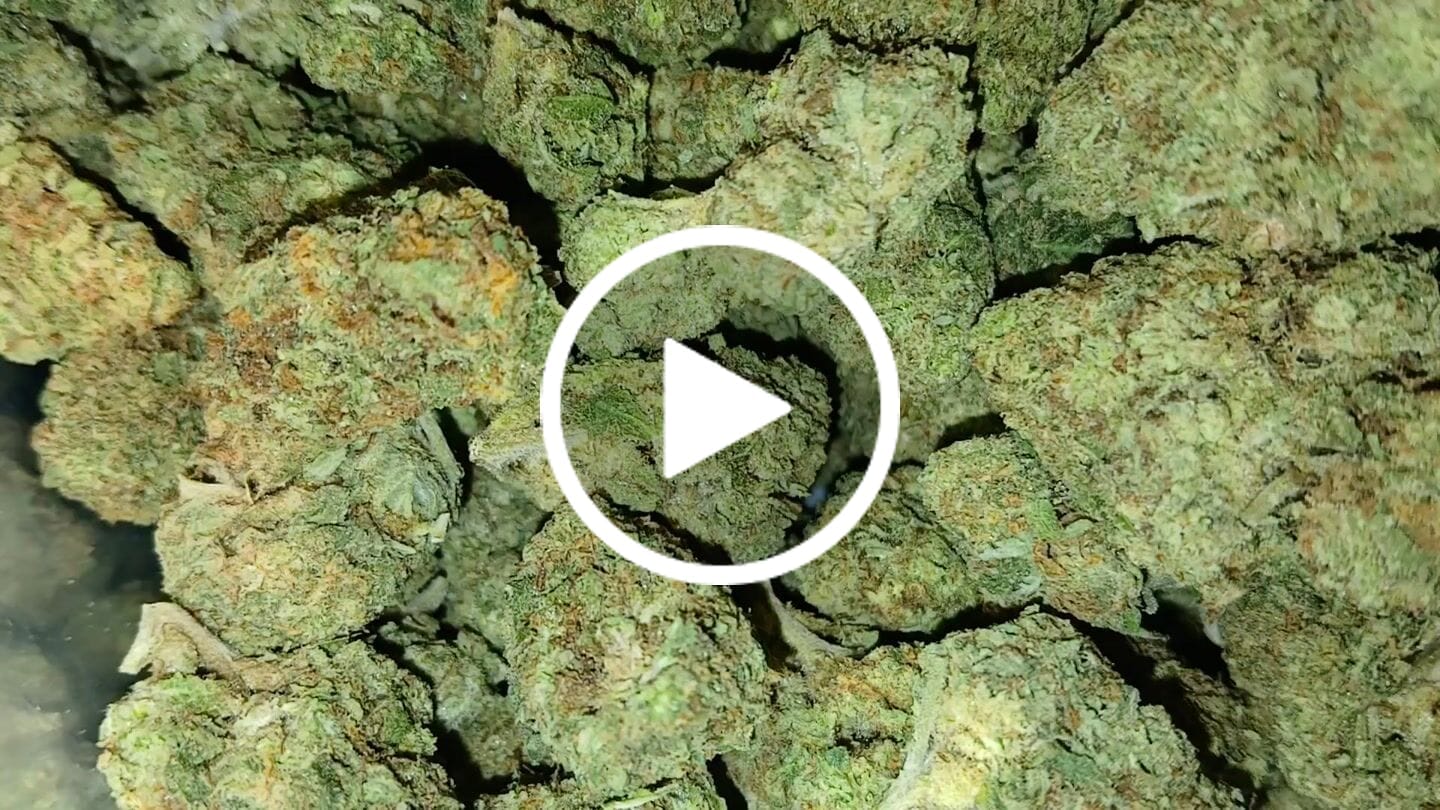 Customer video review of Papaya Runtz THCA Flower
