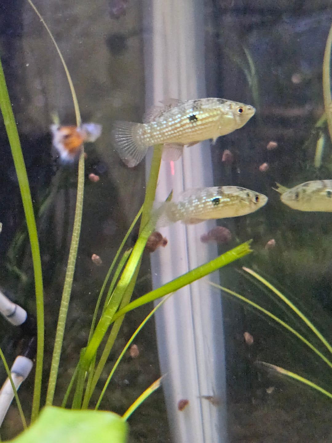 Customer photo review of Florida Flagfish (Jordanella floridae)(Unsexed)