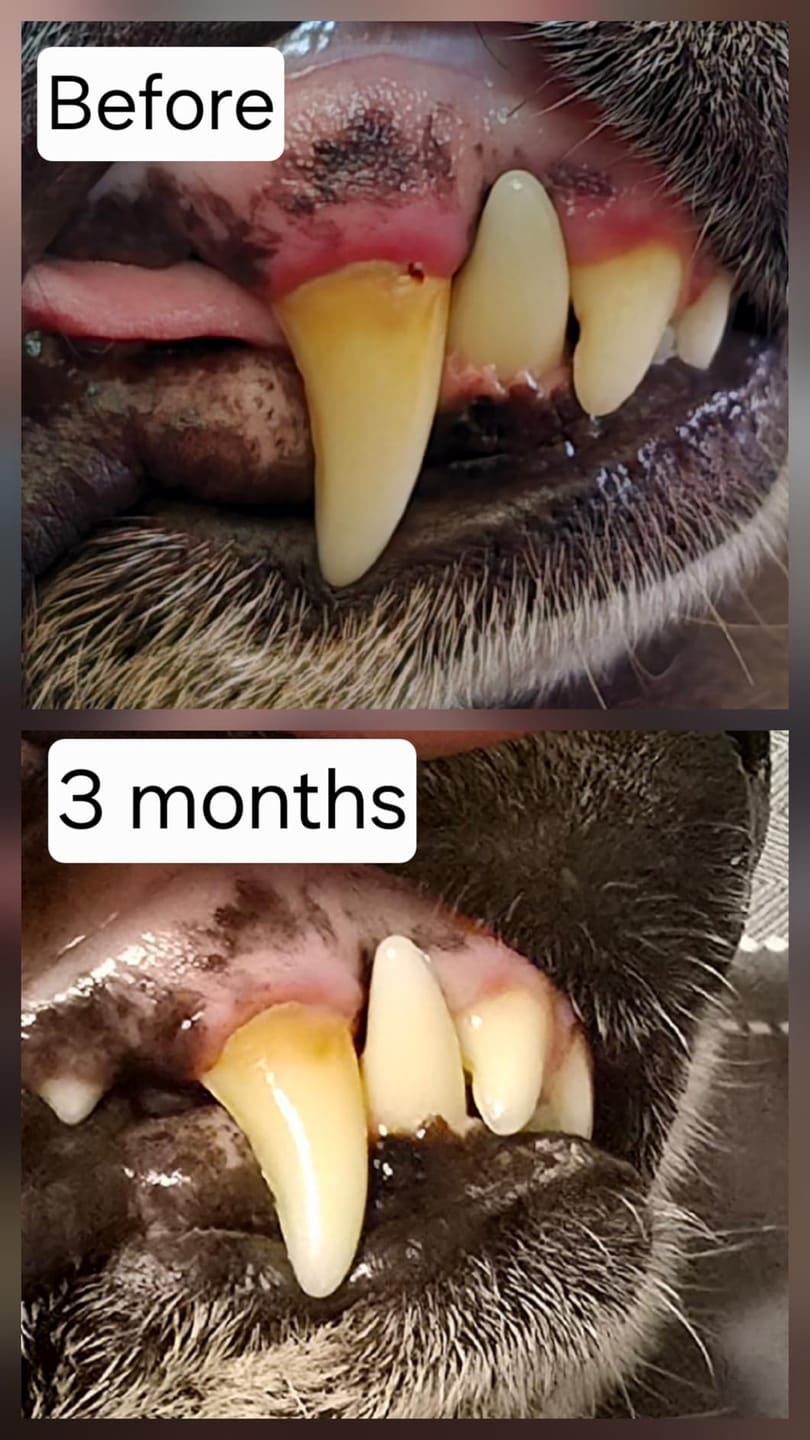 Customer photo review of Natural Dog Dental Powder