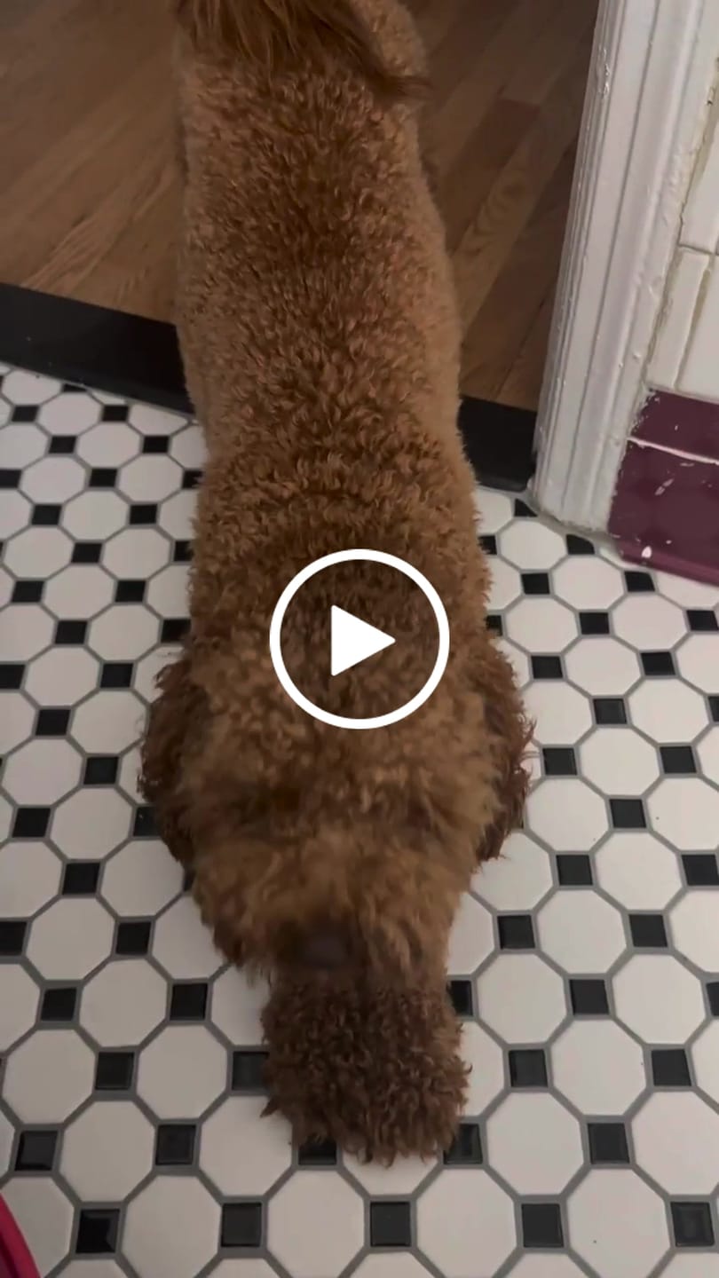 Customer video review of Calm Pet Botanic Therapy Shampoo