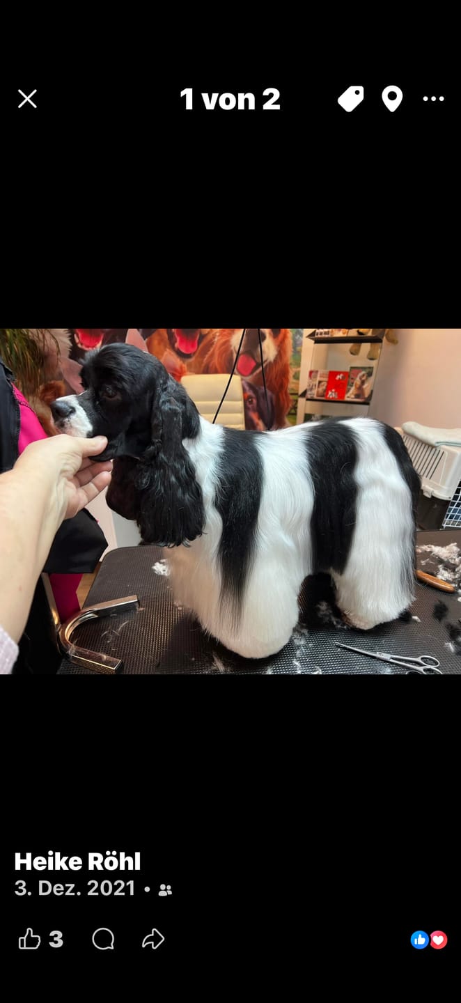 Customer photo review of Hundeconditioner Easy Smooth – Spülung zum Entfilzen