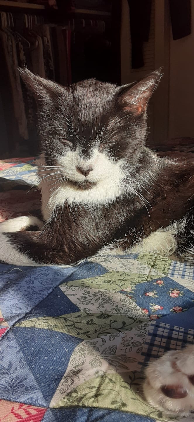 Customer photo review of Cat Dental Care & Bad Breath Remedy