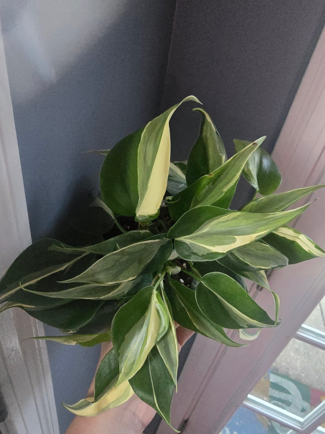 Customer photo review of Philodendron hederaceum 'Rio' - 3"