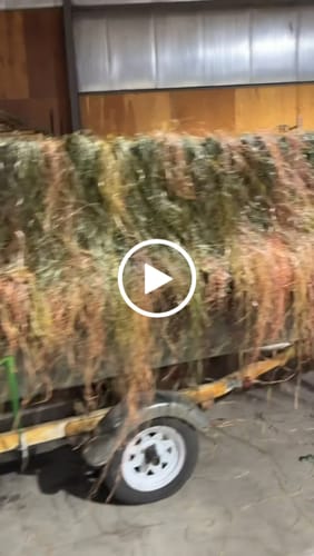 Customer video review of Madagascar Raffia — Multi-Color Packs