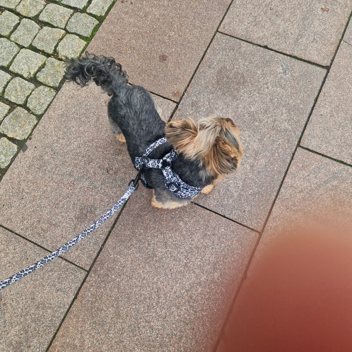 Customer photo review of Koppel - Dark Leo