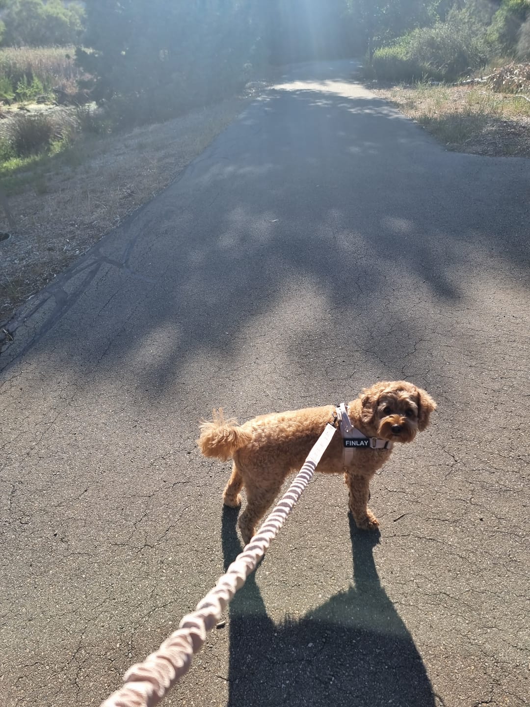Customer photo review of Personalised No-Pull Reflective Dog Harness