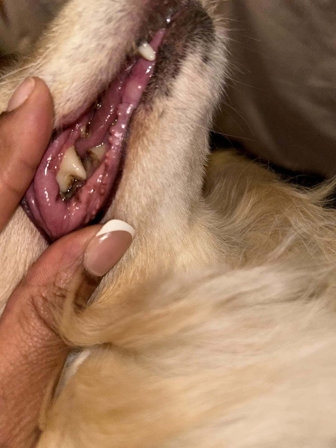 Customer photo review of Natural Dog Dental Powder