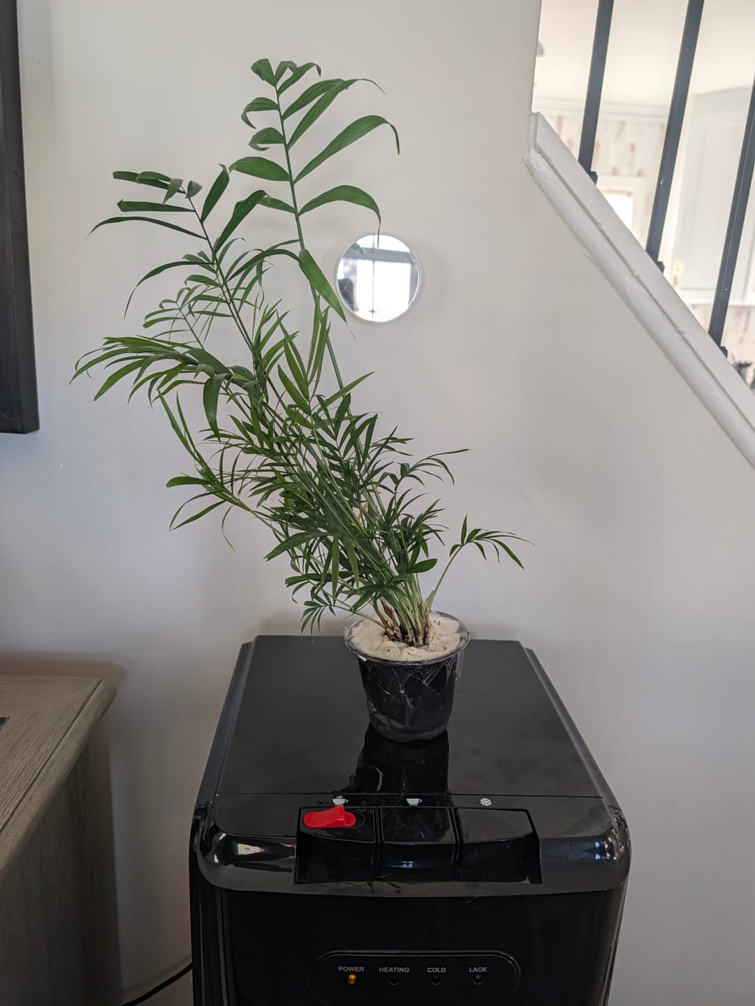 Customer photo review of Parlour Palm Indoor Plant - Easy Care Low Light House plant - Air Purifier Plant in Pot - Parlour Palm- EXACT plant as pictures