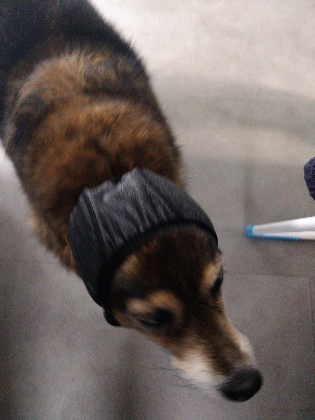 Customer photo review of SOS HundCalm: Was Tun Bei Panik, Angst & Anfällen
