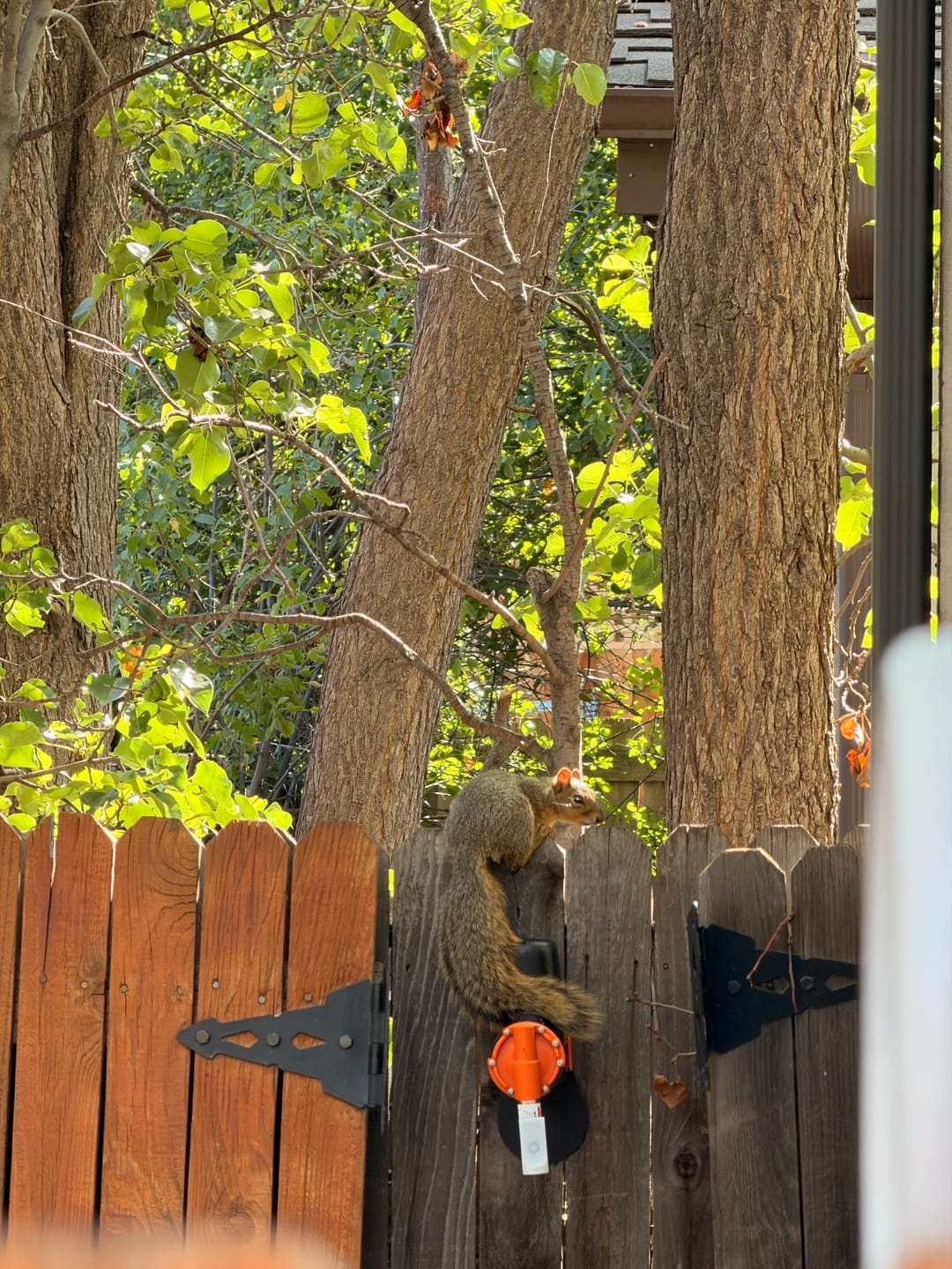 Customer photo review of A18 Squirrel Trap Kit With Digital Strike Counter