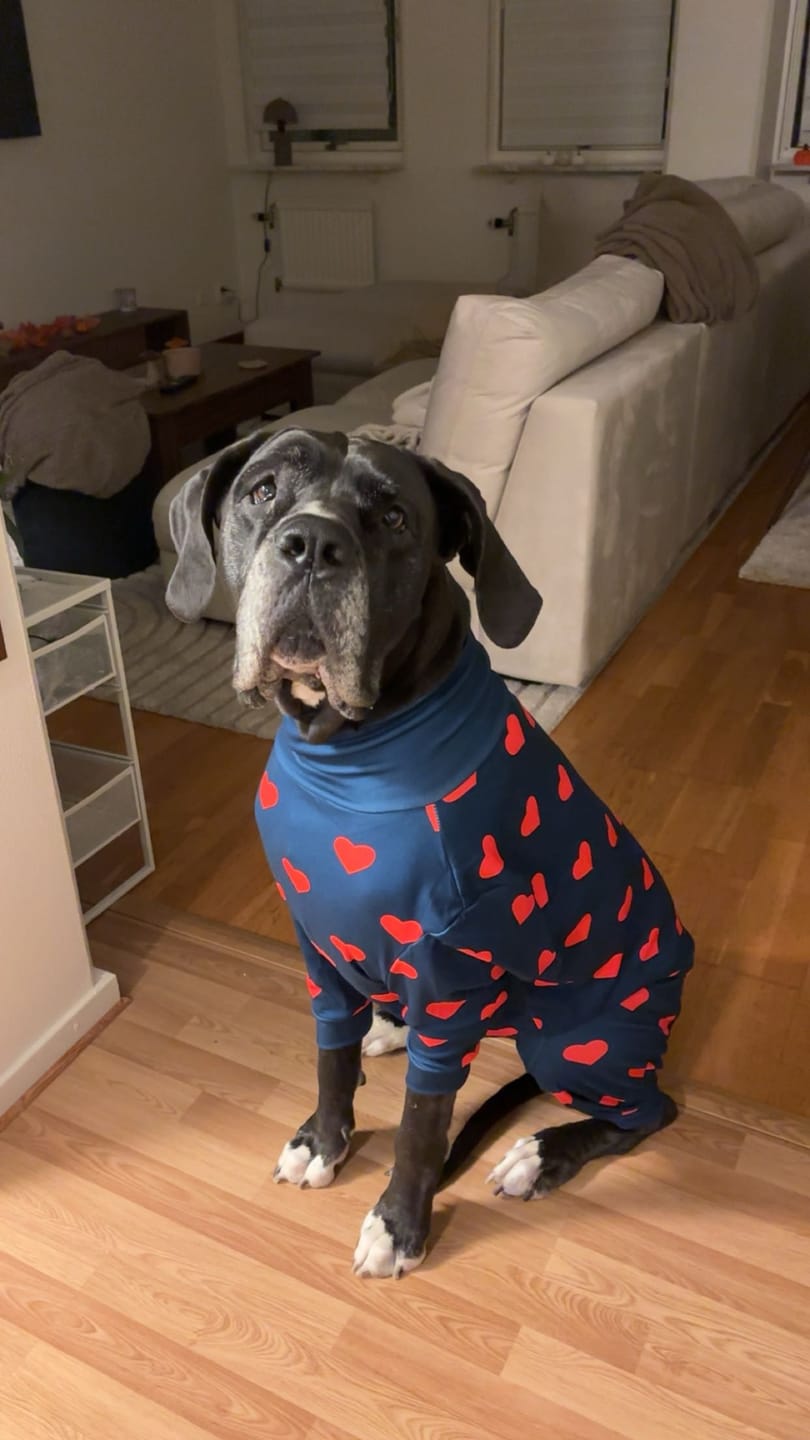 Customer photo review of Dog Pajama - Hearts