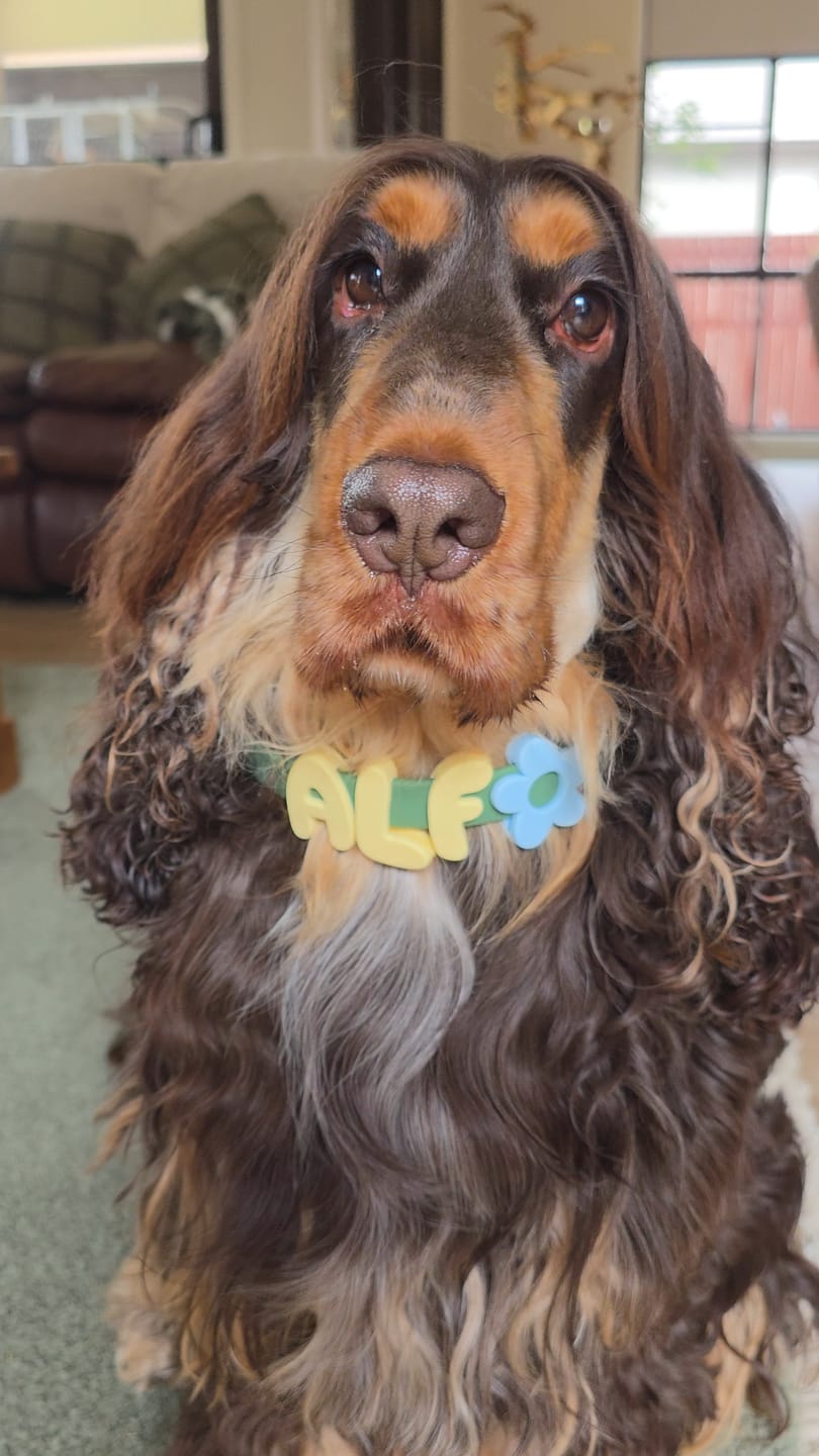 Customer photo review of Collar & Harness Set - Personalised