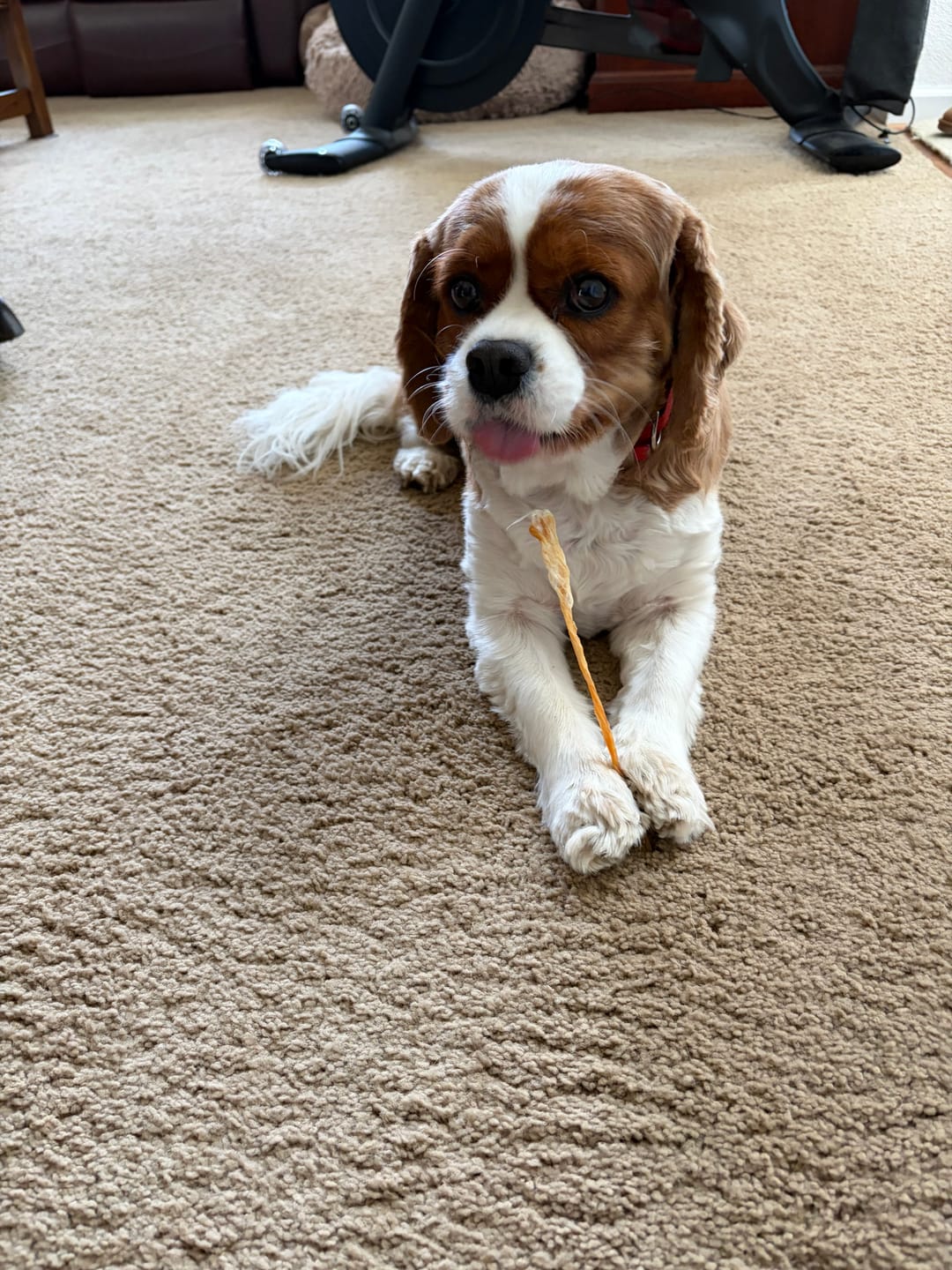 Customer photo review of 100% USA Turkey Tendons | Single-Ingredient, High-Protein Dog Chews