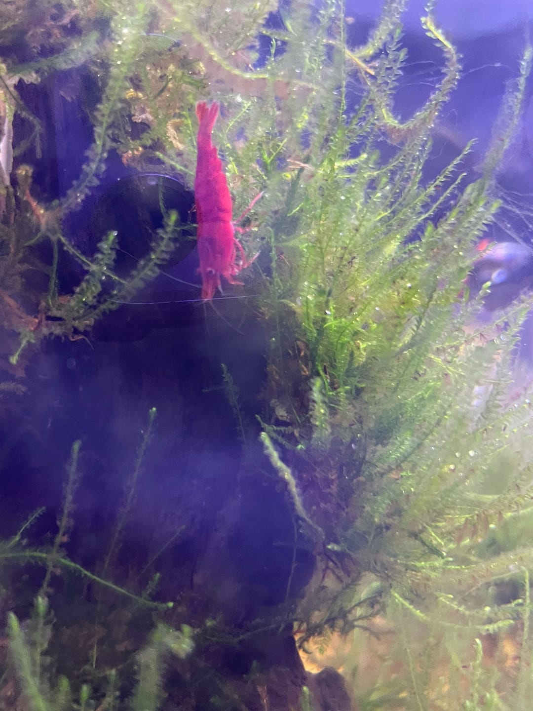 Customer photo review of Fire Red Cherry Shrimp (Bright Red Neocaridina)