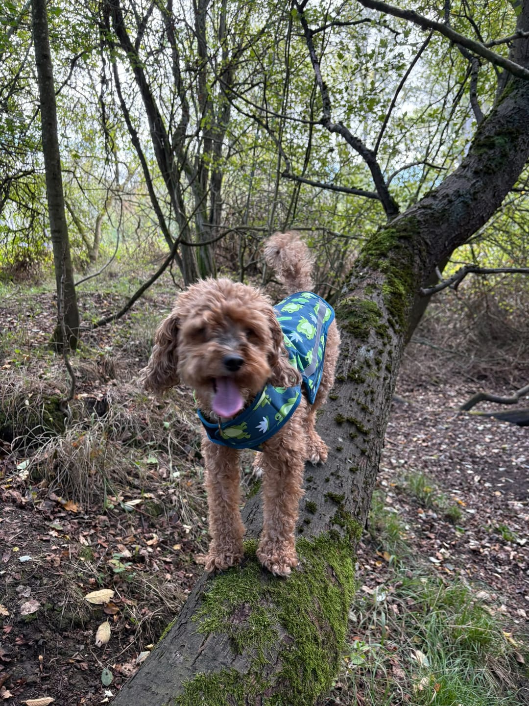 Customer photo review of Rain Jacket - Frogging Fabulous