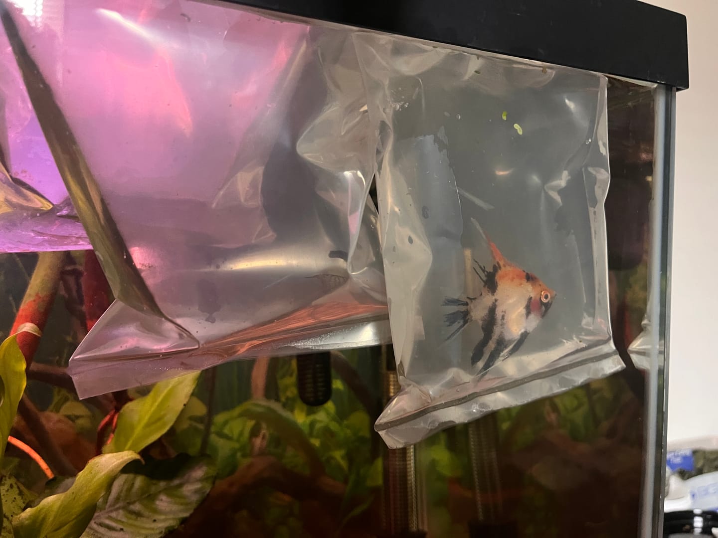 Customer photo review of Santa Isabel Angelfish
