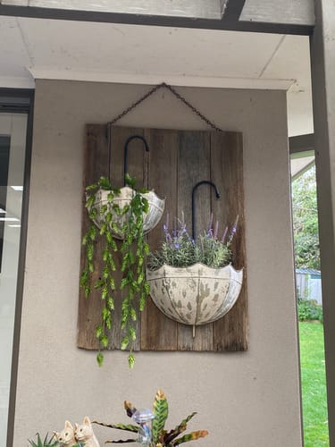 Customer's Parapluie Umbrella Wall Planters in cream iron, filled with plants and mounted on a rustic wooden board.