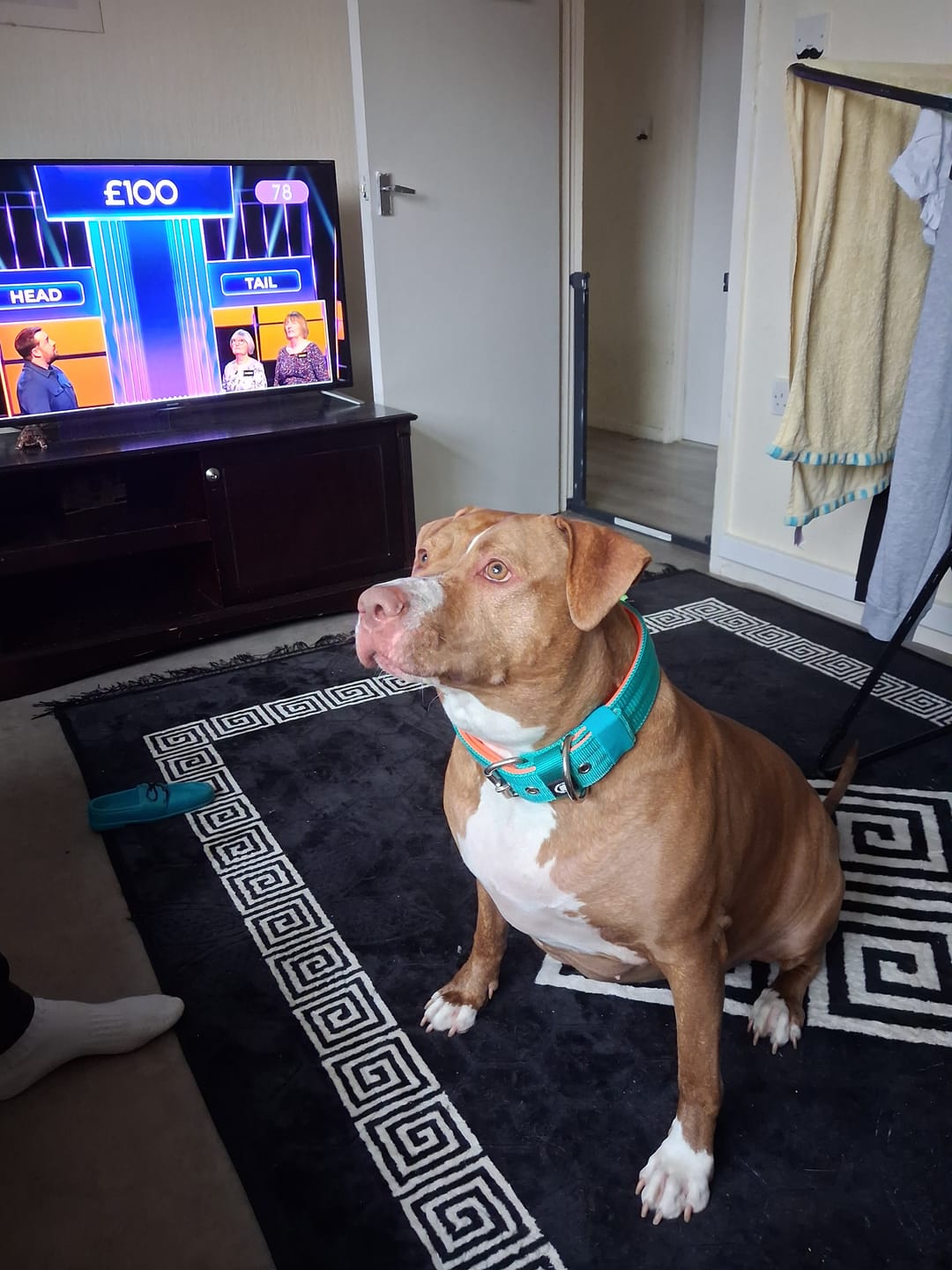 Customer photo review of 5cm Nylon Dog Collar | No Handle - Turquoise & Orange
