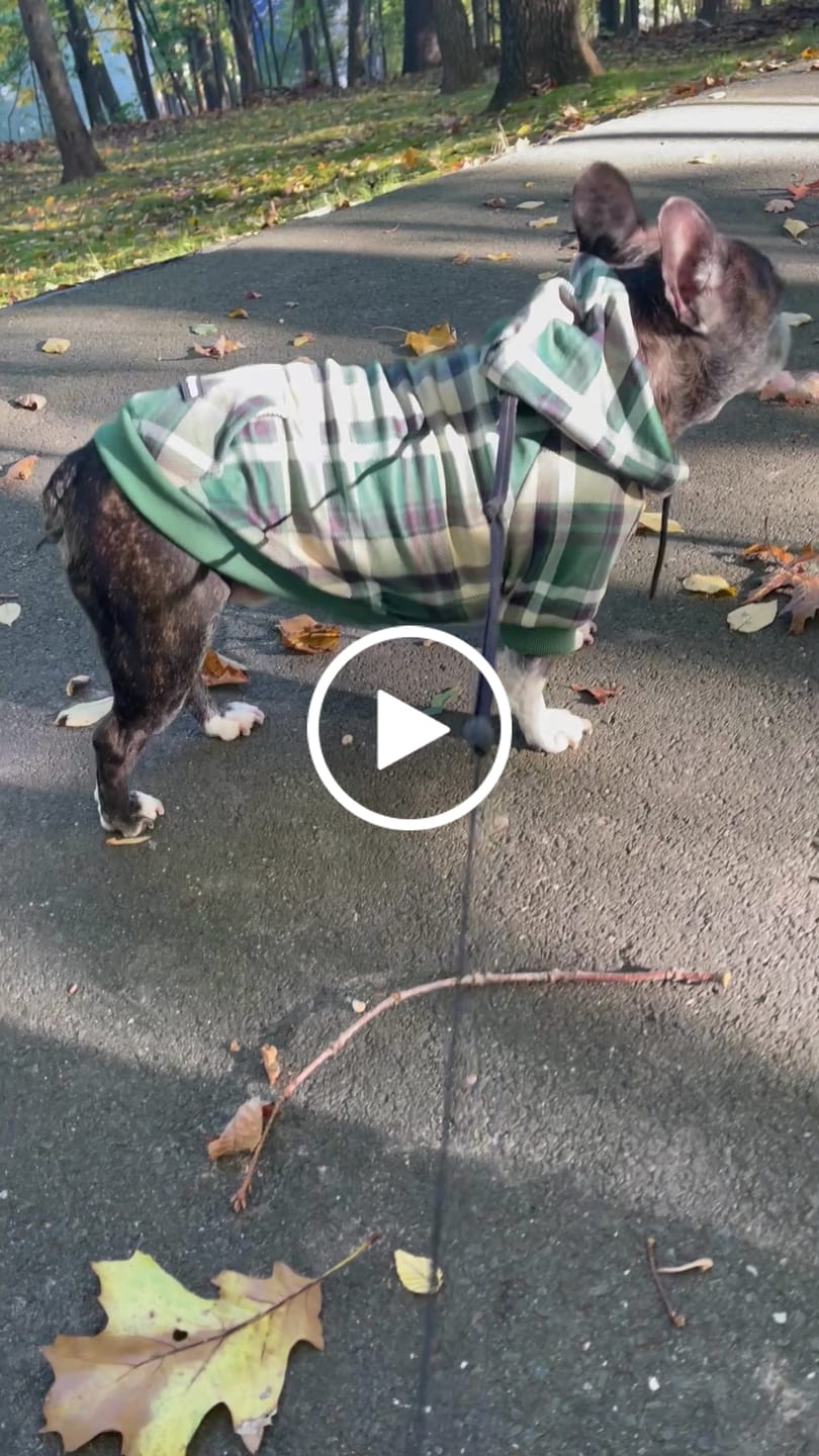 Customer video review of Plaid Dog Hoodies