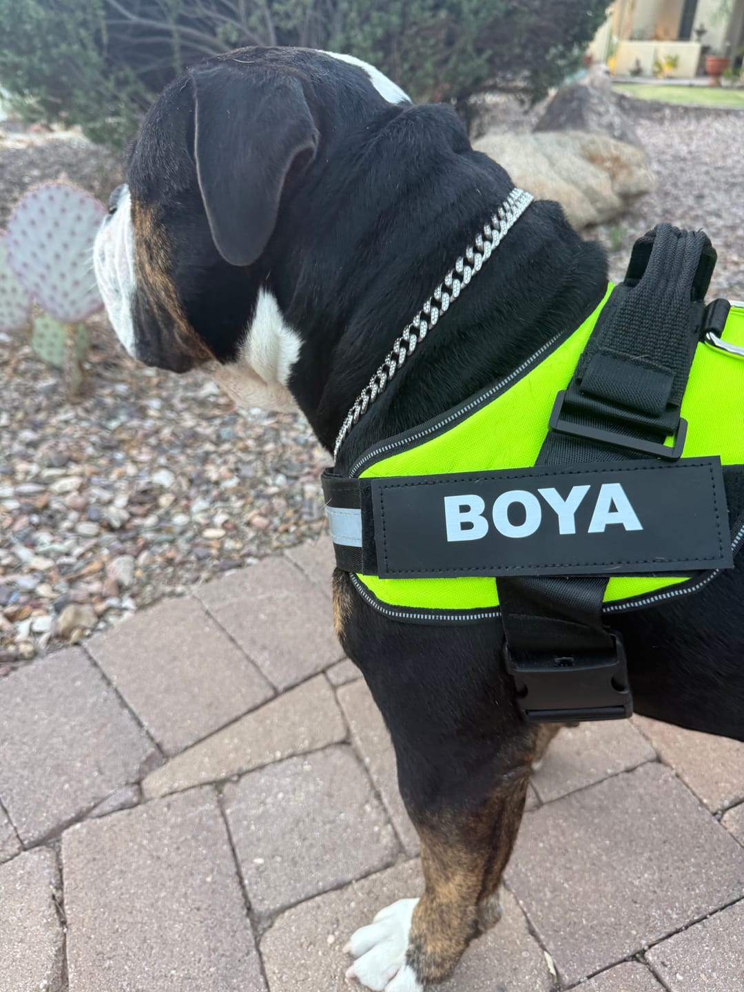 Customer photo review of Dogshood ™ Ergonomic Harness