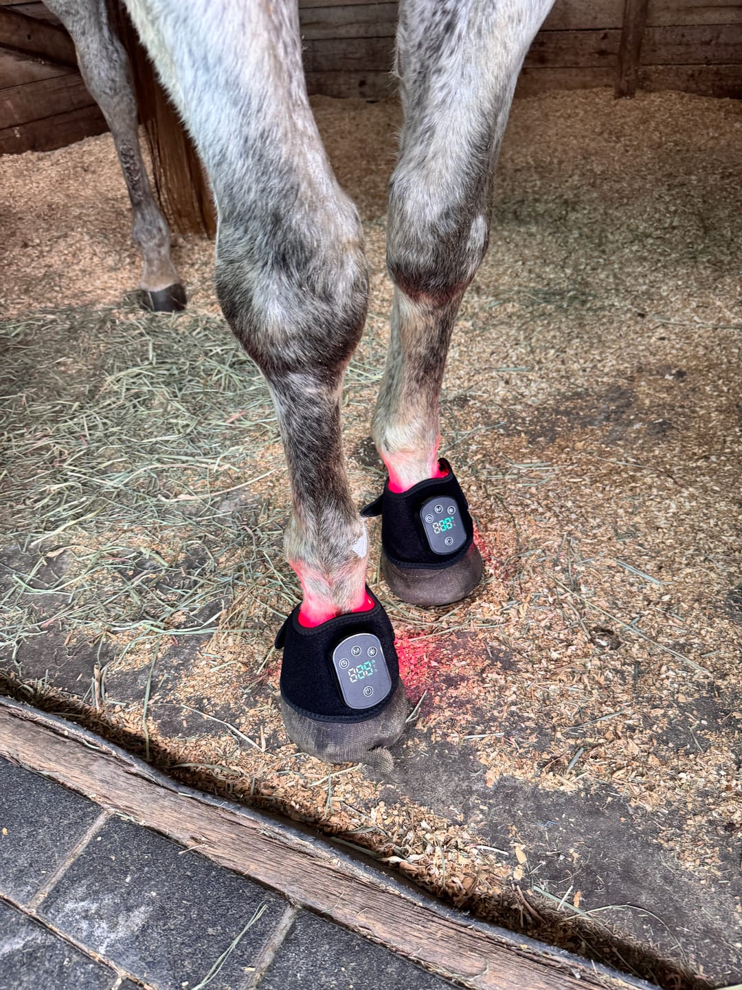 Customer photo review of HorseHalo™ HaloLegs Mini