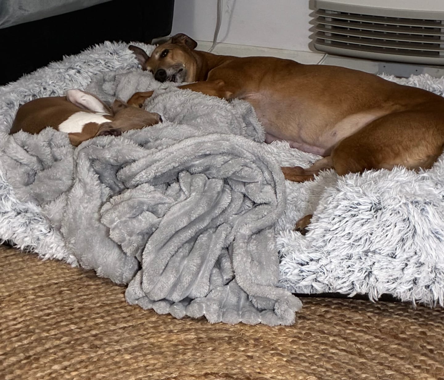 Customer photo review of Pet Orthopaedic Bed