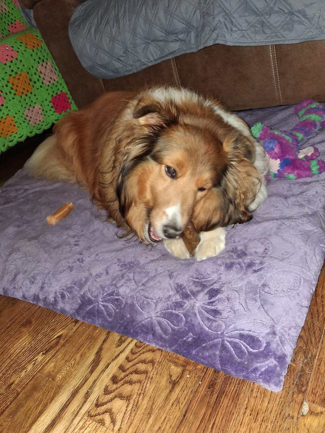 Customer photo review of Bully Sticks