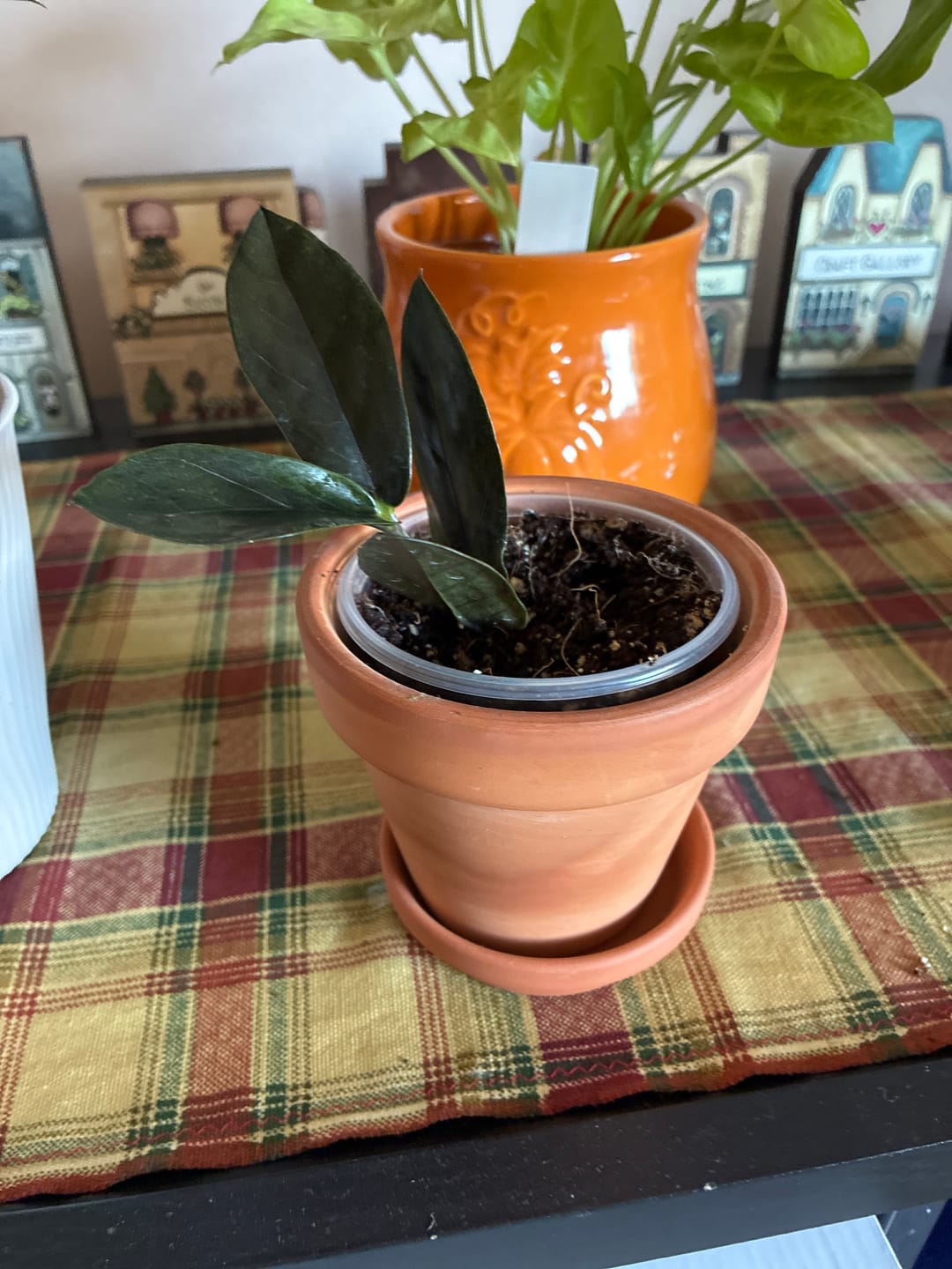 Customer photo review of Raven ZZ plant | Indoor Live Zamioculcas Zamiifolia Raven Plant | Rare Indoor Plant | Zansibar gem | Black ZZ Plant